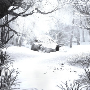 SZNZ: Winter Black LP